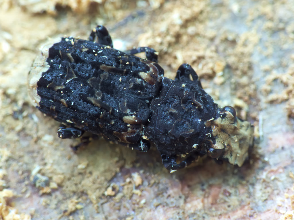 Platyrhinus resinosus (Scopoli, 1763)